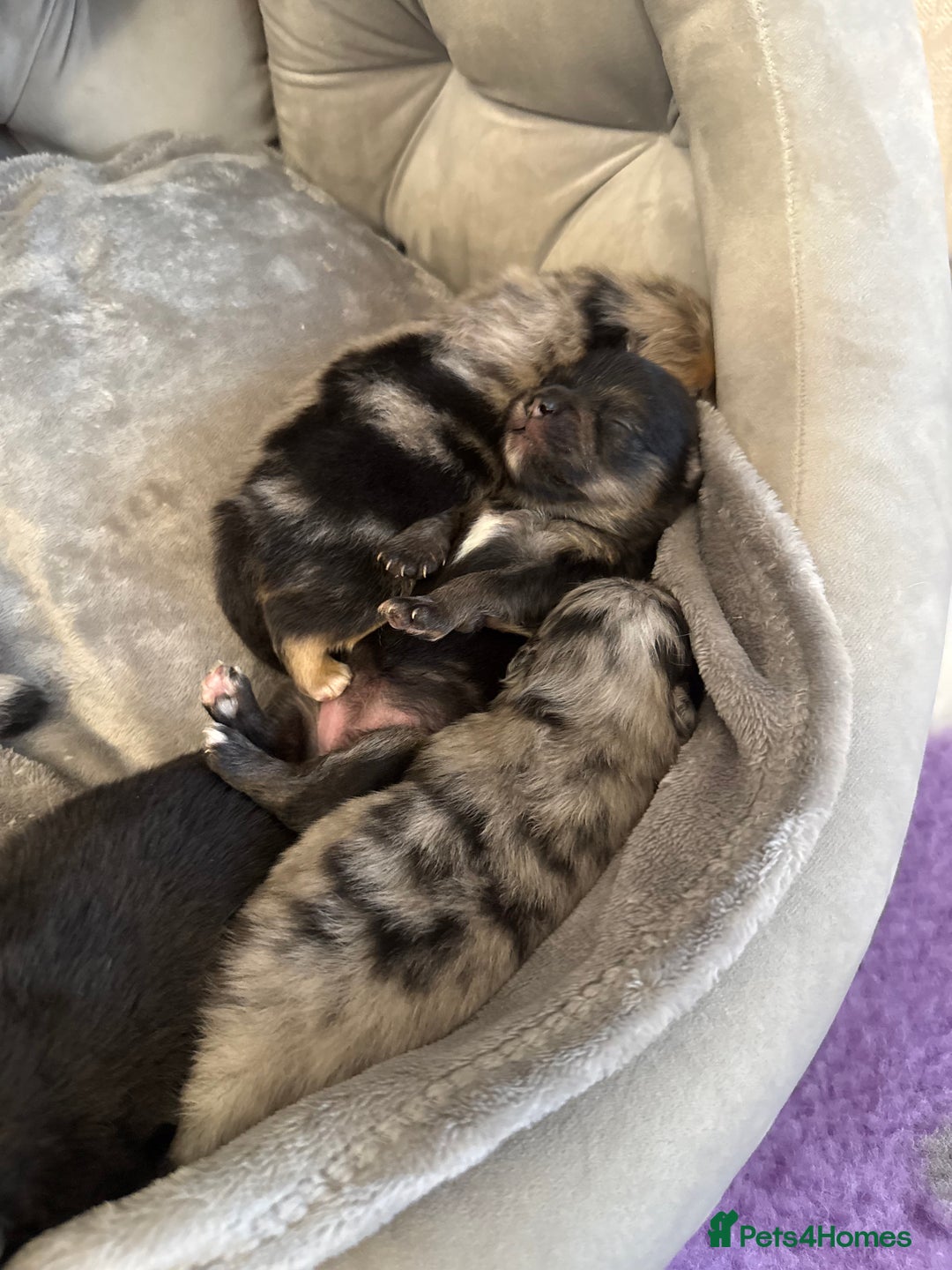 Pomeranian dogs for sale: Rare Beautiful Merle Pomeranians 💎 - Advert 6