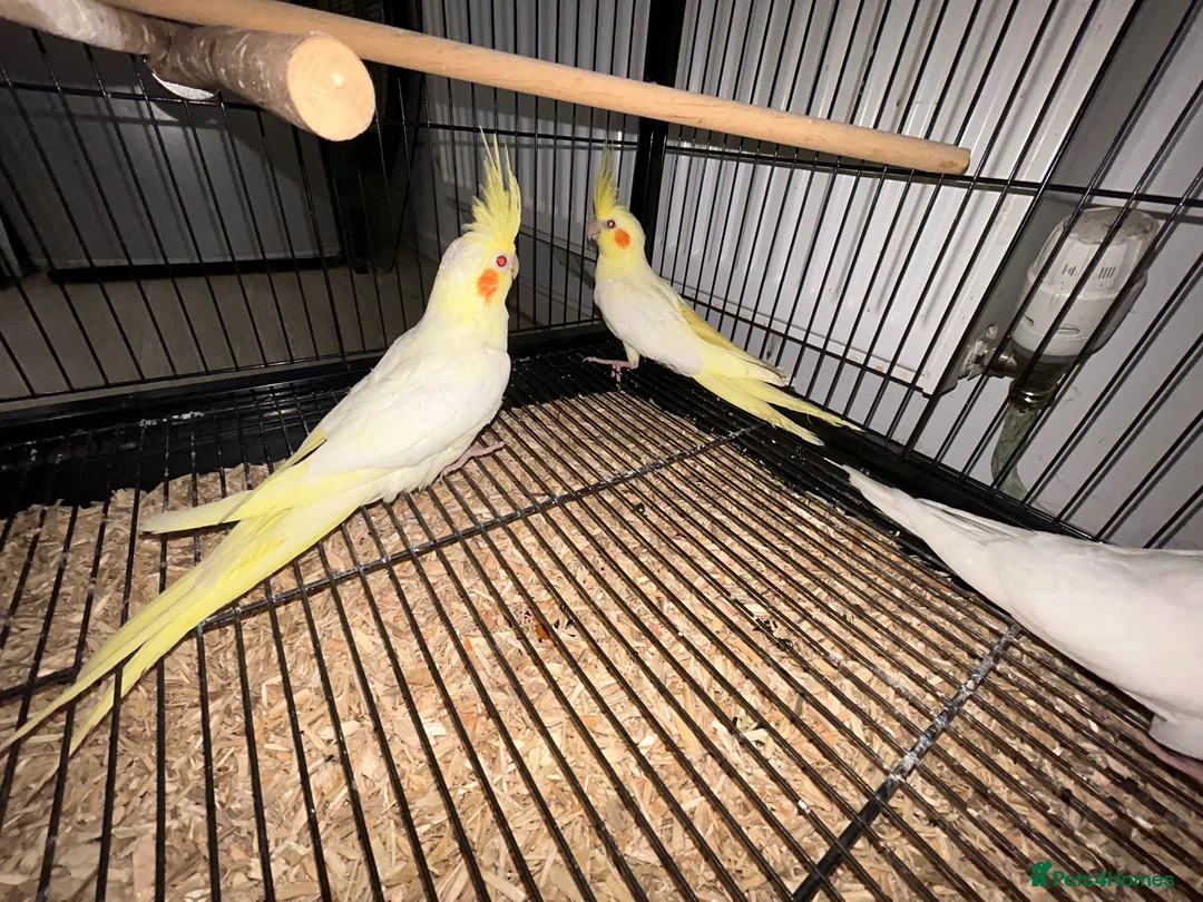 Conures birds for sale: 🦜pineapple-cheek Conures🦜 Cockatiels 🦜 - Advert 2