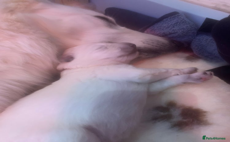 White Swiss Shepherd dogs Gorgeous homebred Swiss Shepherd Pups  - Advert 1