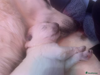 White Swiss Shepherd dogs Gorgeous homebred Swiss Shepherd Pups - Advert 17