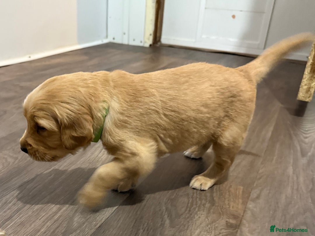 Golden Retriever dogs for sale: Dark Red Golden Retriever Pups  - Image 26