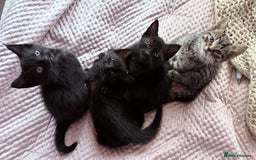 British Shorthair cats for sale: Pairs of Kittens - £100 for 2 (must be paired) - Image 4