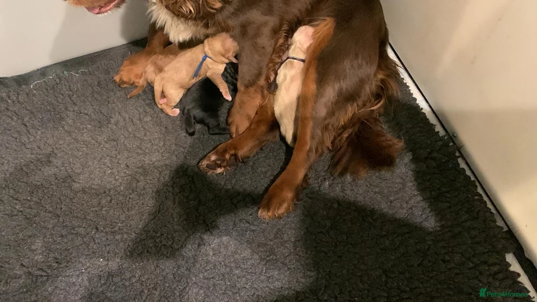 Cockapoo dogs for sale: 3 gorgeous f1 Cockerpoo puppies  - Advert 2