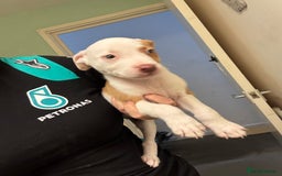 American Bulldog dogs for sale: American bulldog (READY TO GO) - Image 10