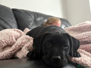 Mixed Breed dogs - Advert 35