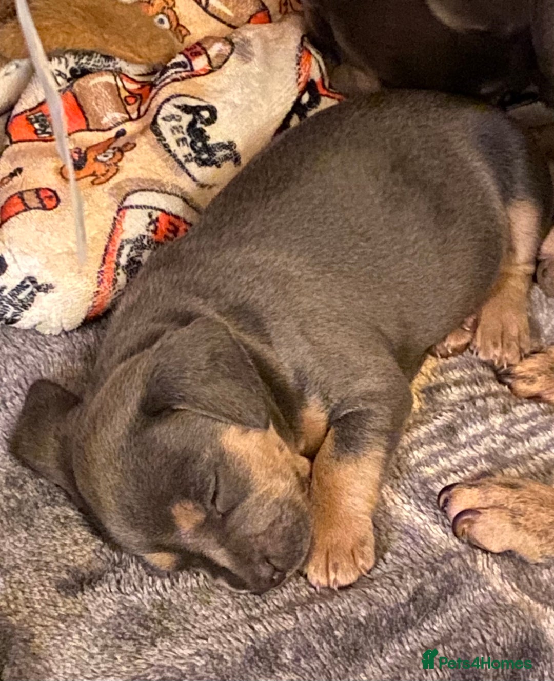 Mixed Breed dogs for sale: French bulldog x chiweenie puppies  - Advert 14