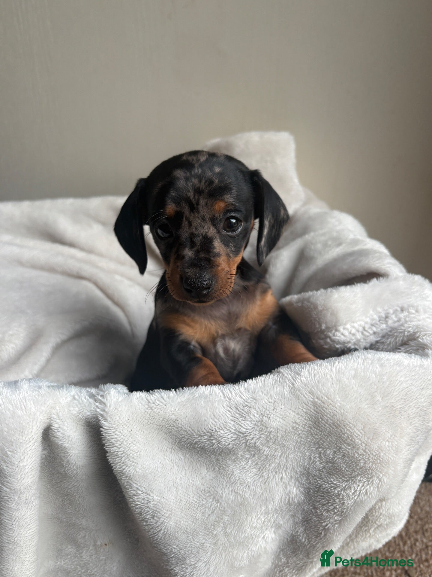 Miniature Dachshund dogs for sale: Miniture dachshund girl - Advert 3