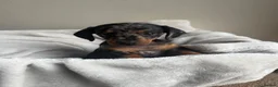 Miniature Dachshund dogs for sale: Miniture dachshund girl - Advert 1