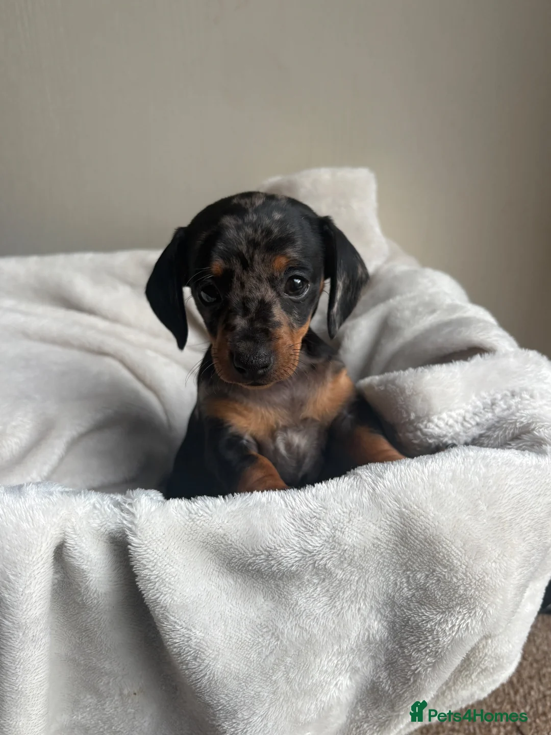 Miniature Dachshund dogs for sale: Miniture dachshund girl - Advert 1
