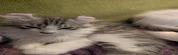 American Curl cats for sale: Beautiful, playful Rare American Curl Kittens - Advert 3
