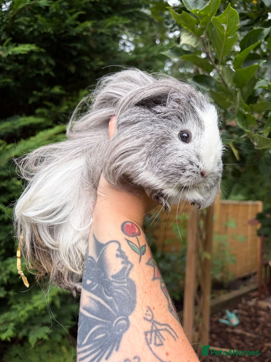 Guinea Pig rodents for sale: 4 Female Guinea Pigs - Advert 2