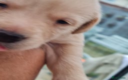 Labrador Retriever dogs for sale:  Beautiful, bouncing Pedigree Pups - Image 11