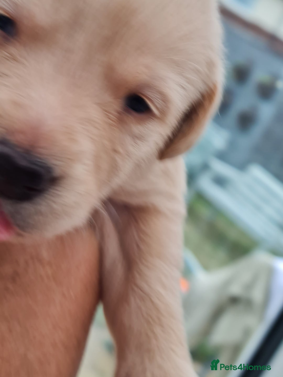 Labrador Retriever dogs for sale:  Beautiful, bouncing Pedigree Pups - Image 11