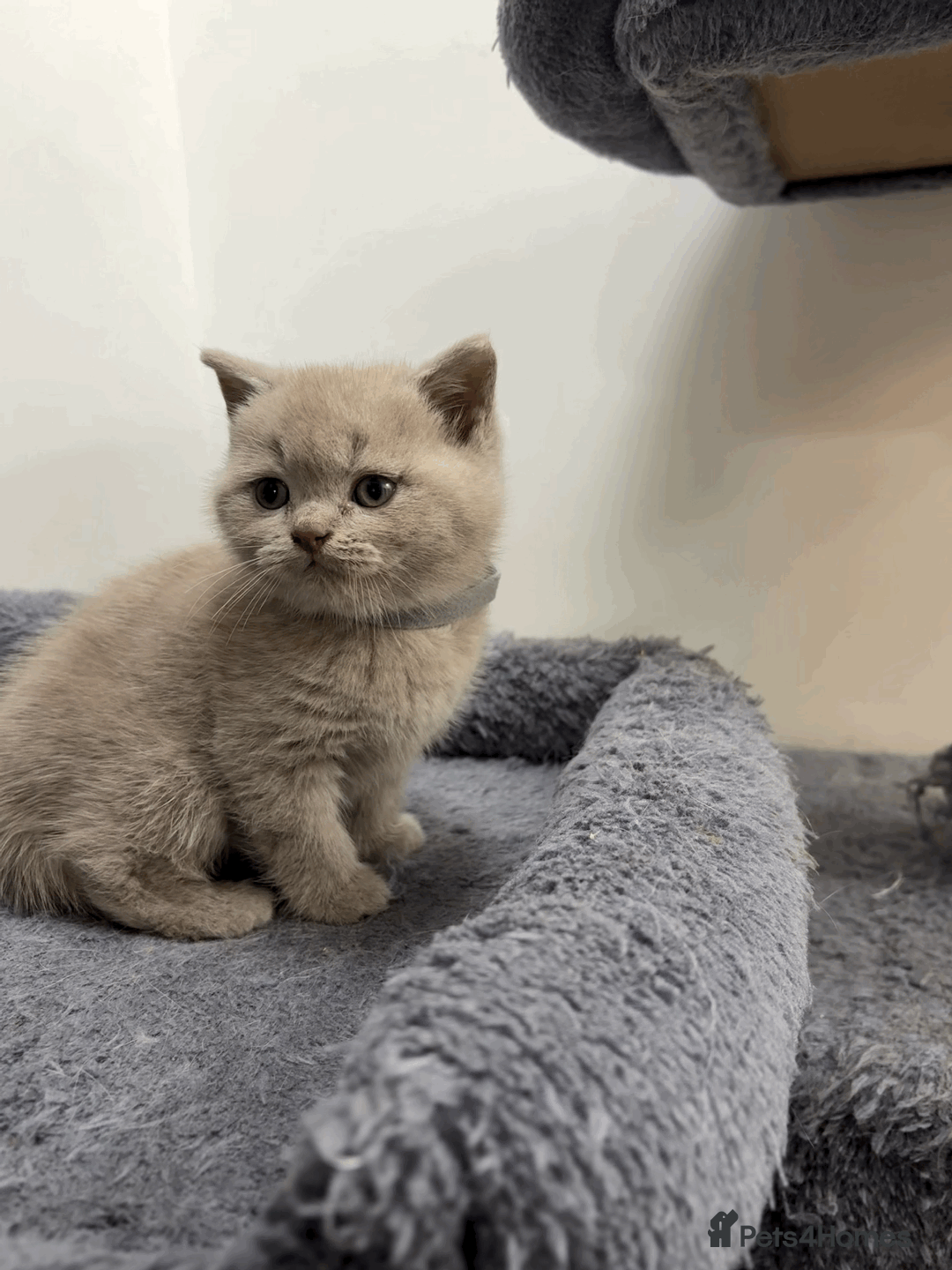 British Shorthair cats for sale: ❤️Beautiful British Shorthair For Sale❤️ - Advert 7