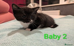 Mixed Breed cats for sale: Ready for our new adventure 🐾 - Image 9