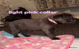 Cane Corso dogs for sale: 4 girls left *PRICE REDUCED* - Image 15