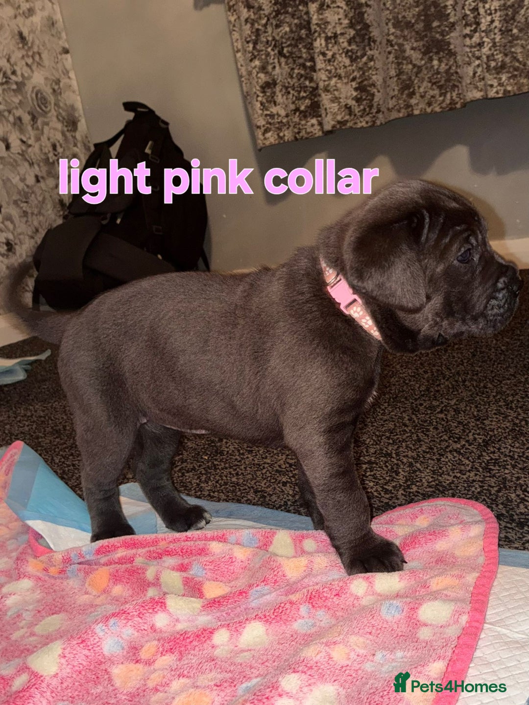 Cane Corso dogs for sale: 4 girls left *PRICE REDUCED* - Image 15
