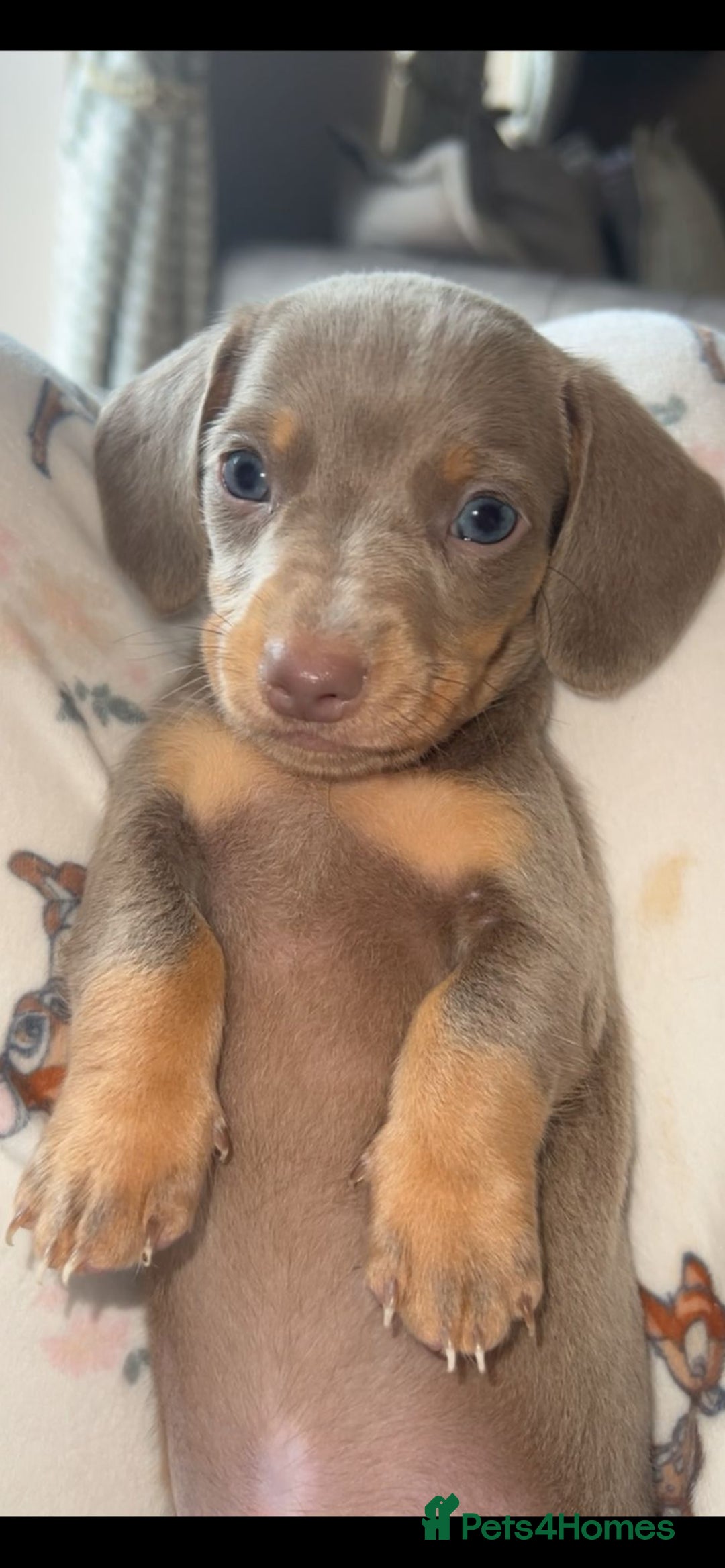 Miniature Dachshund dogs for sale: Miniature Dachshund Puppies - Image 37