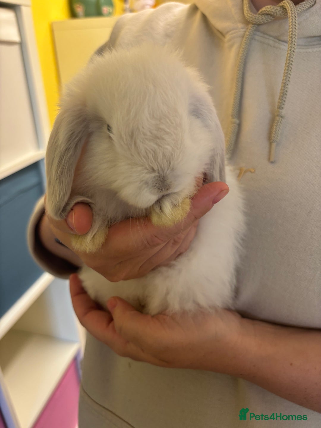 Mini Lop rabbits for sale: Mini lop bunnies  - Image 7