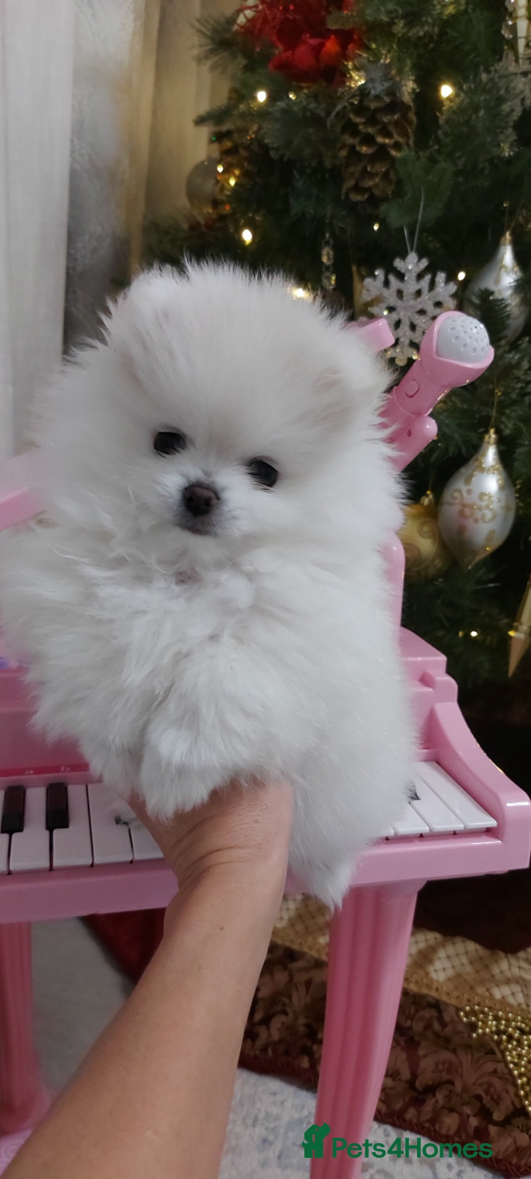 Pomeranian dogs for sale: Russian baby pomeranian(only one girls left) 💕💝  - Advert 2