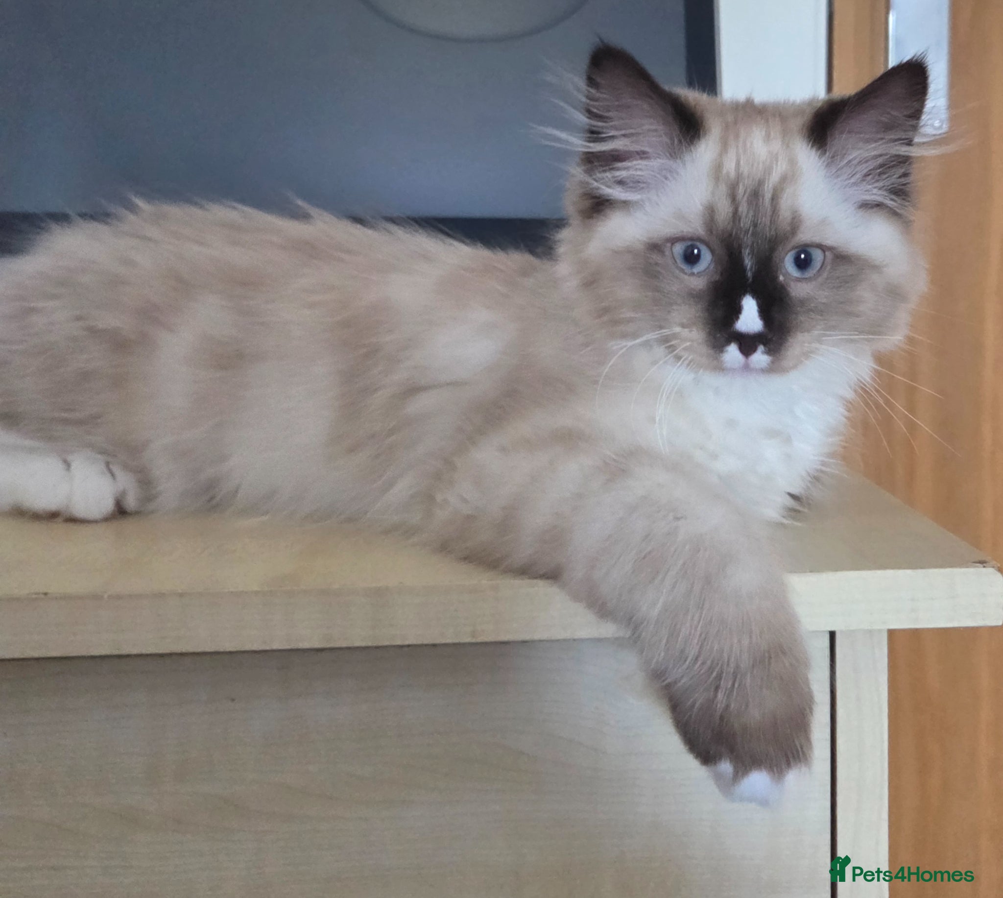 Siberian cats Gorgeous Siberian Kitten  - Advert 4
