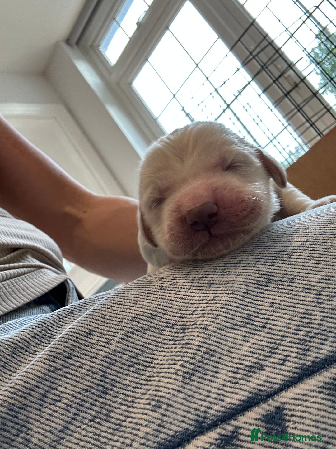 Golden Retriever dogs for sale: Champion line cream golden retriever puppies - Advert 13