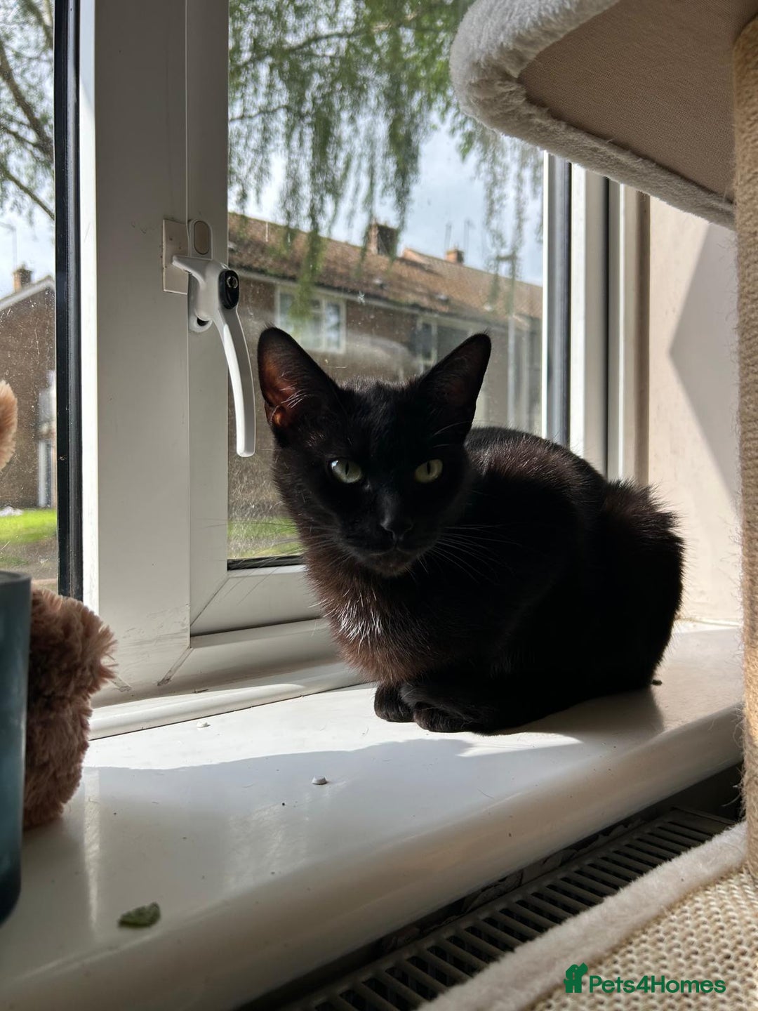 British Shorthair cats for sale: 2x cats for sale (mother and daughter) - Image 1