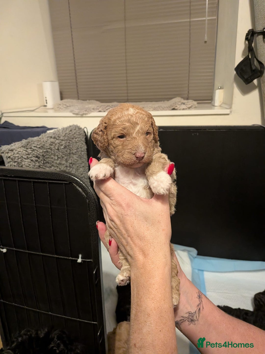 Mixed Breed dogs for sale: F1B Ttoodle Puppies  - Advert 8