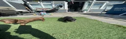 Dachshund dogs for sale: Beautiful Dachshund Puppies - Advert 22