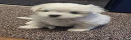 Maltese dogs for sale: Stunning Maltese puppies  in Chelmsford - Advert 11