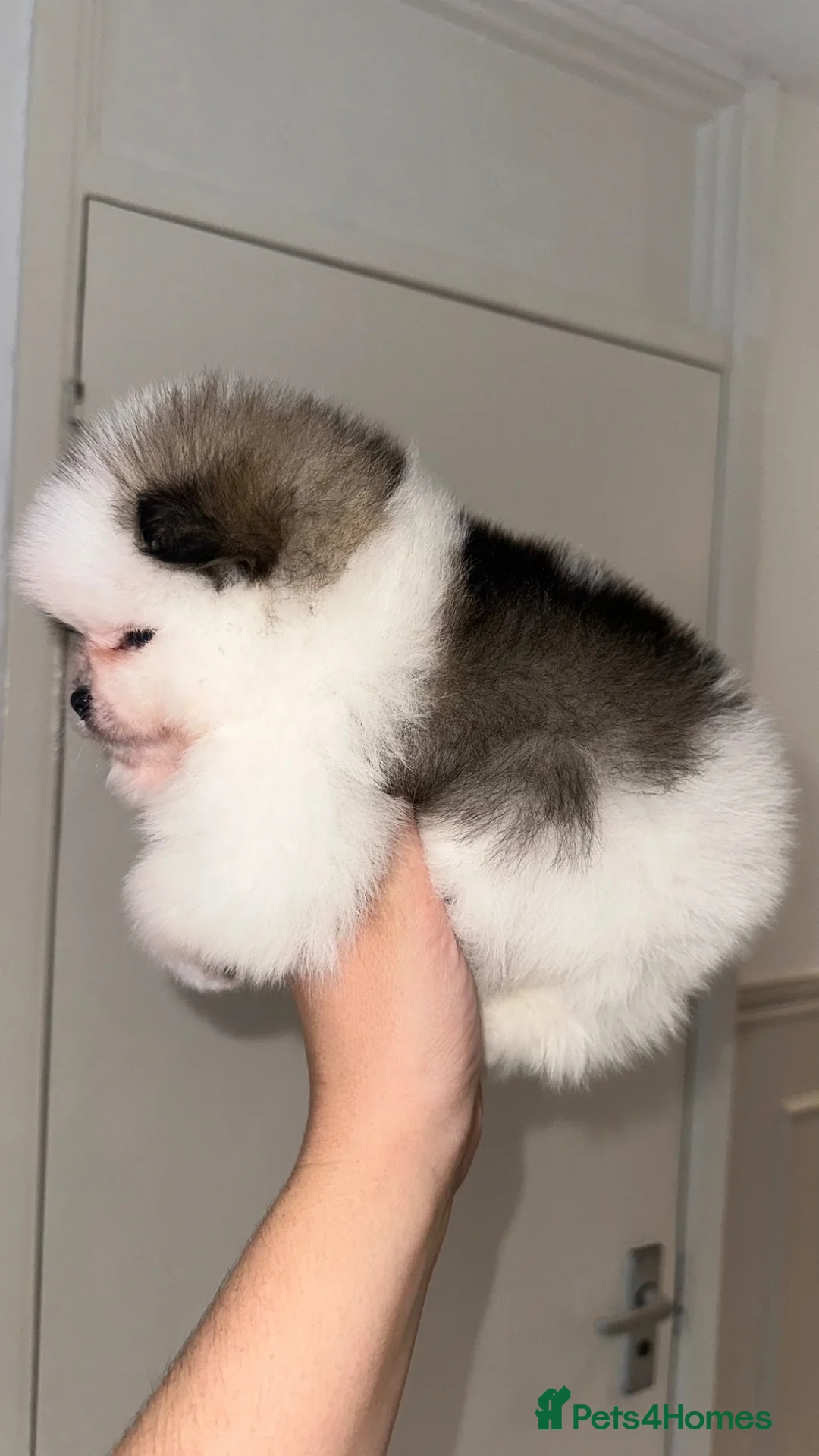 Pomeranian dogs for sale: Double coated true to type Pomeranians  - Advert 34