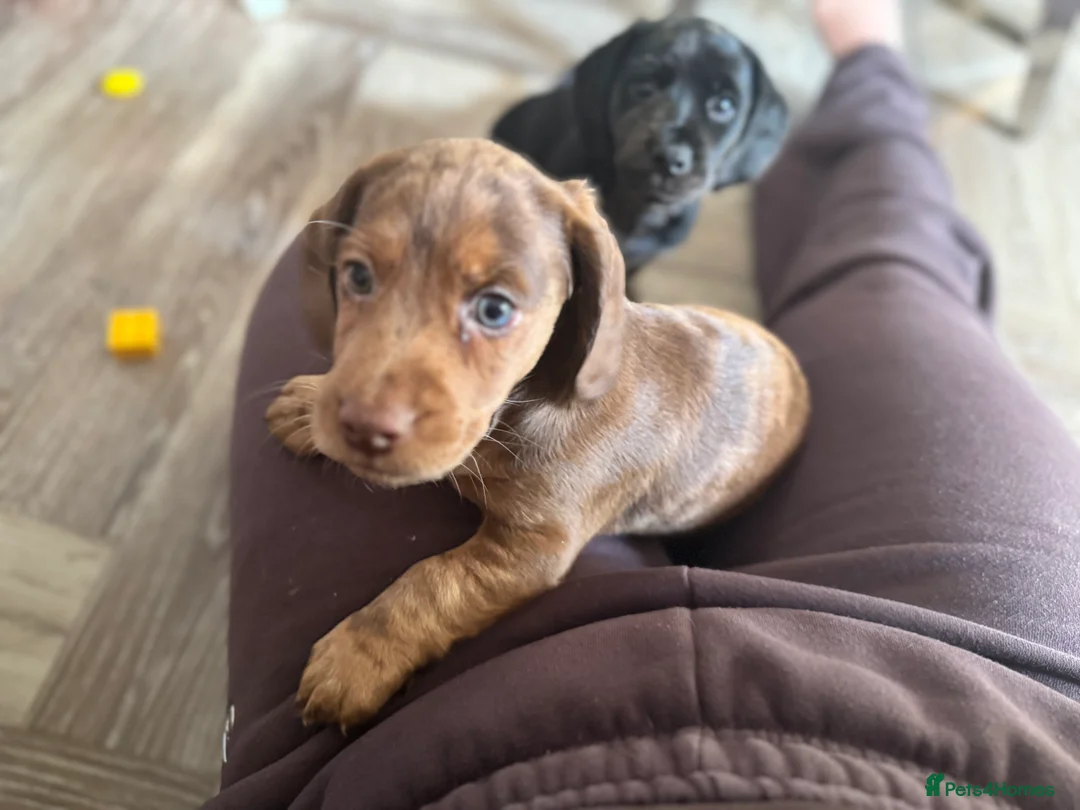 Cocker Spaniel dogs for sale: Four gorgeous playful cocker spaniels  - Advert 4