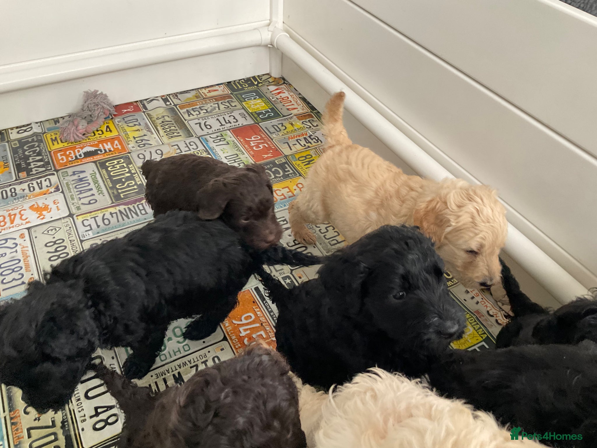Labradoodle dogs for sale: LAST 3 LARGE PREMIUM MULTIGEN DOUBLE DOODLES 🐾🐾 - Advert 11