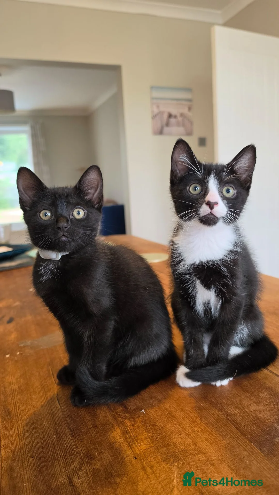 Domestic Shorthair cats for sale: Beautiful Loving Kittens, ready Now, Family Raised in Southport - Advert 1