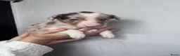 Border Collie dogs for sale: 6 Beautiful Red Merle puppies  - Advert 23
