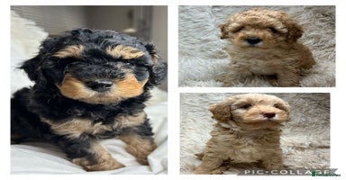 Cavapoo dogs - Advert 8