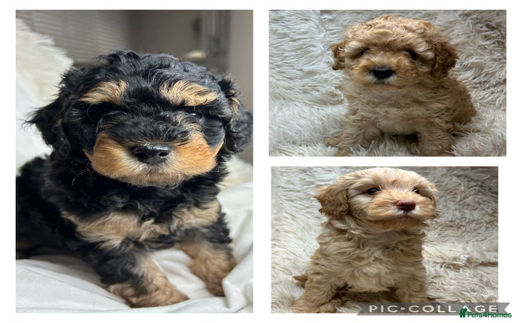 Cavapoo dogs - Advert 2