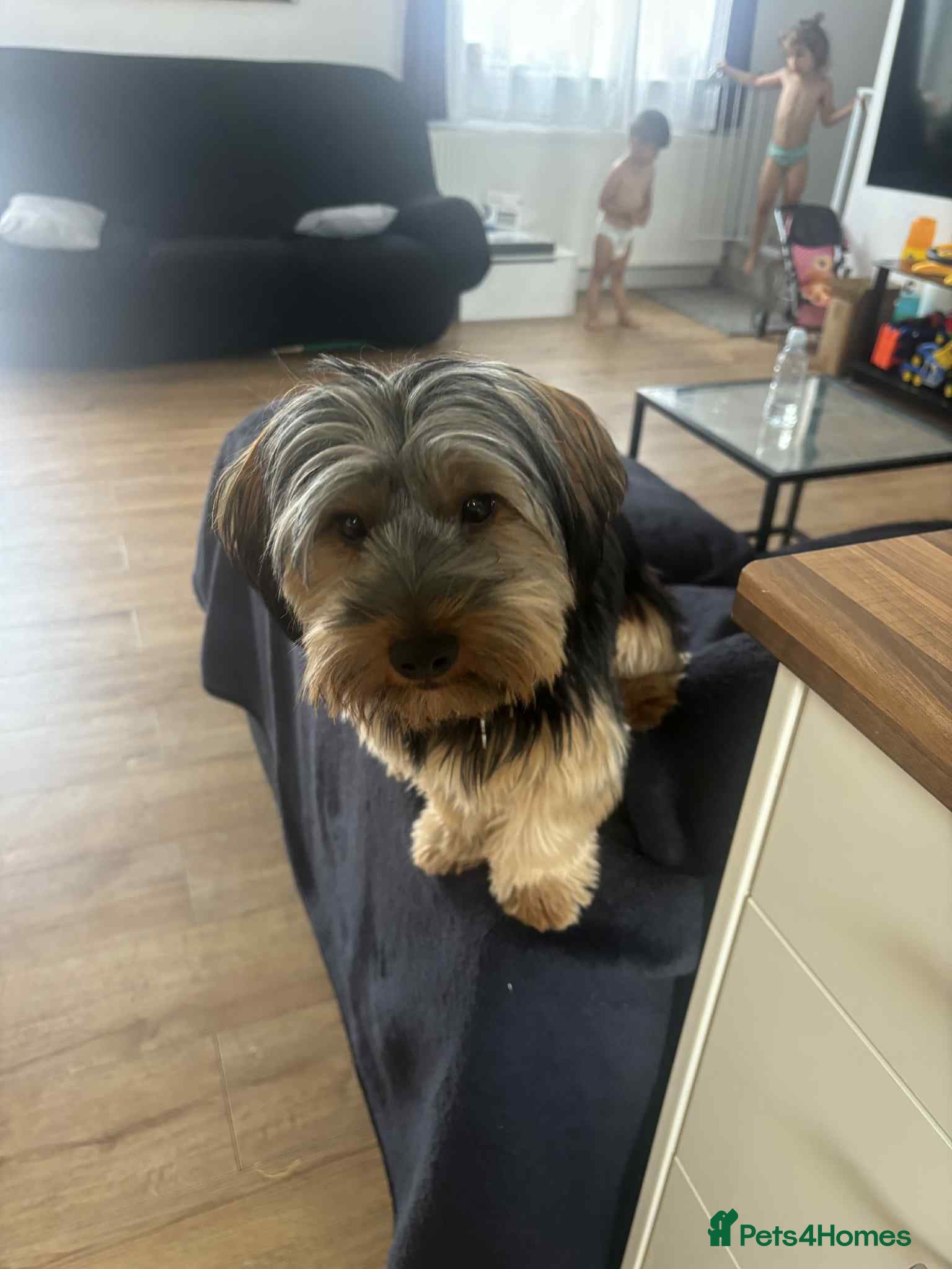 Yorkshire Terrier dogs 1 Year Yorkshire Terrier Looking for a Home 🐾❤️ - Advert 15