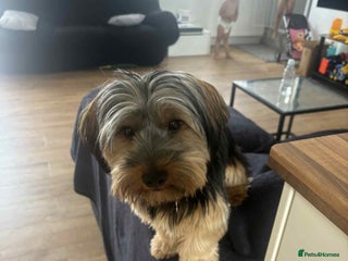 Yorkshire Terrier dogs 1 Year Yorkshire Terrier Looking for a Home 🐾❤️ - Advert 19