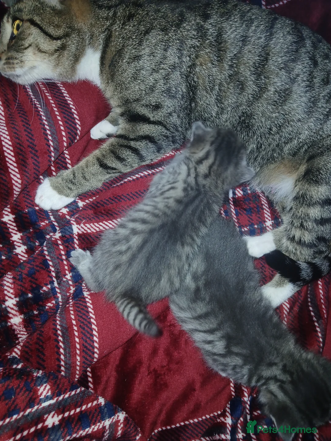 Mixed Breed cats for sale: Silver tabby/tuxedo/all black - Advert 2