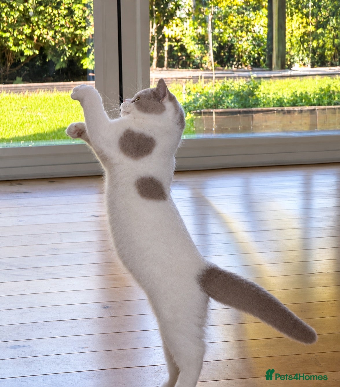 British Shorthair cats British Shorthair Bi-Colour Kitten Lilac & White - Advert 11