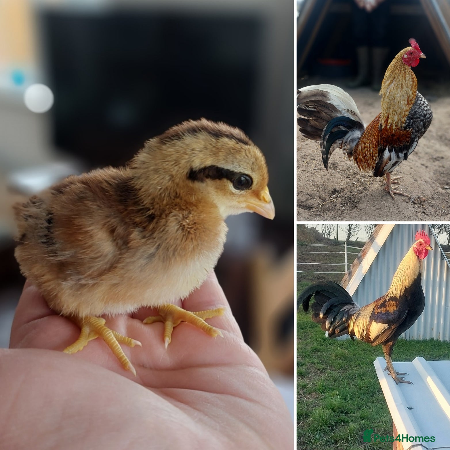 Chickens poultry for sale: American Game bird chicks - Advert 1