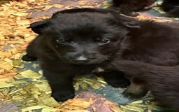 German Shepherd dogs for sale: KC Reg Working Line GSD pups. - Image 9