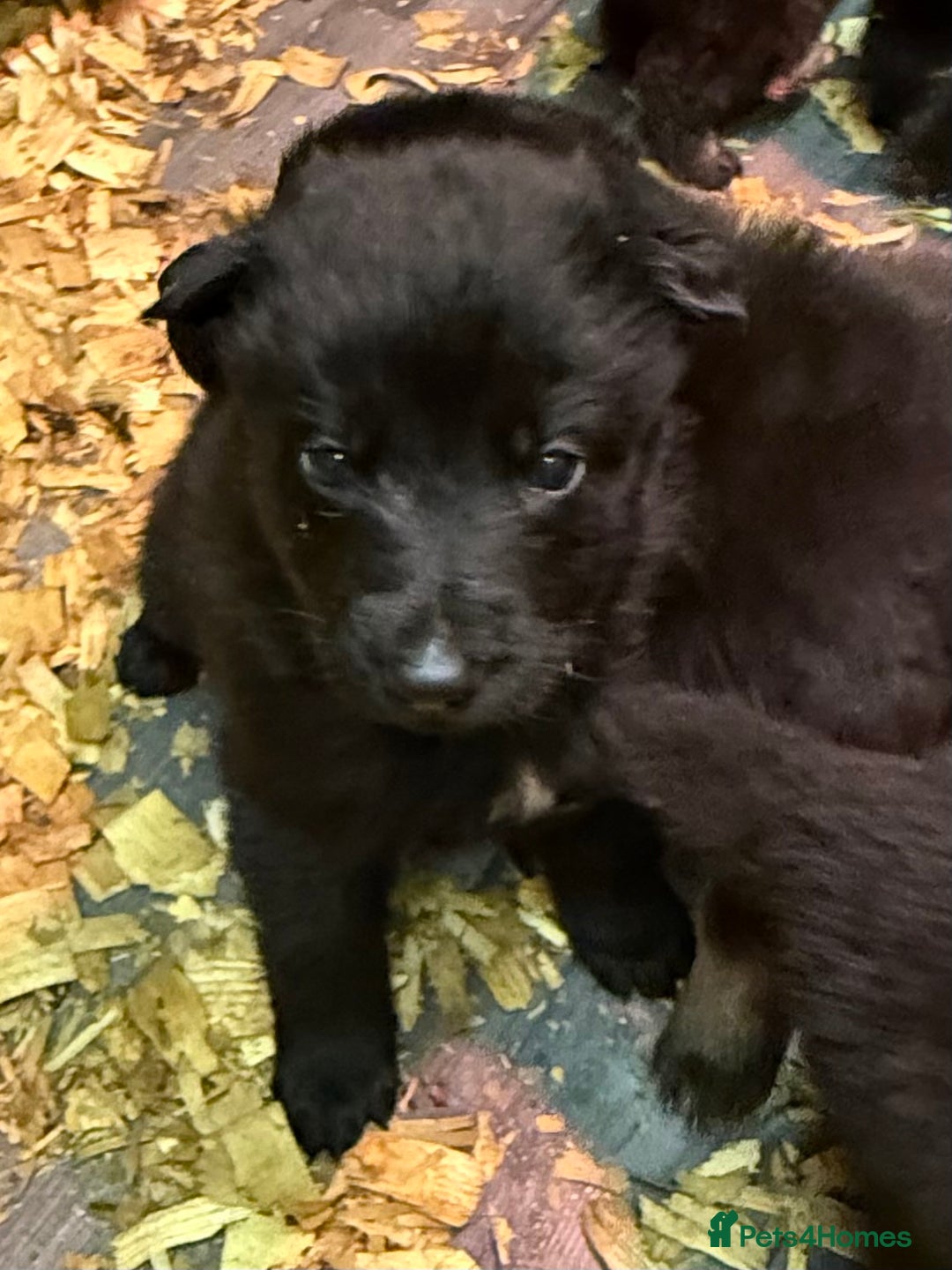 German Shepherd dogs for sale: KC Reg Working Line GSD pups. - Image 9