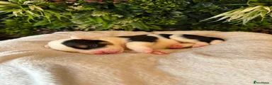 Mixed Breed 1