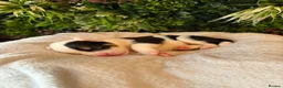 Mixed Breed dogs for sale: Old tyme American bullys - Advert 5
