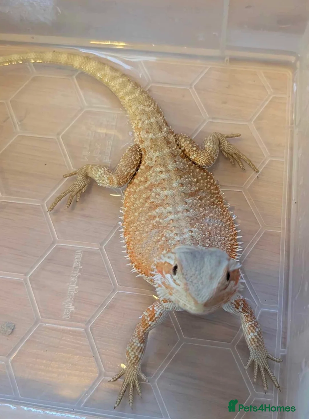 Bearded Dragon reptiles for sale: 2-3 months old red hypo bearded dragon  - Advert 5