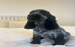 Cocker Spaniel dogs for sale: KC registered Show Type Cocker Spaniels - Image 11