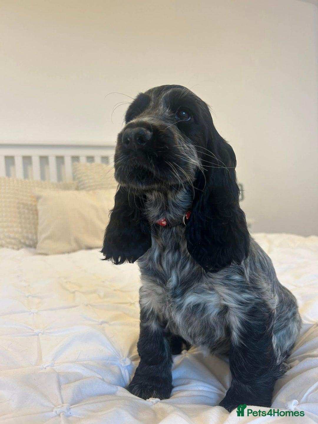 Cocker Spaniel dogs for sale: KC registered Show Type Cocker Spaniels - Image 11