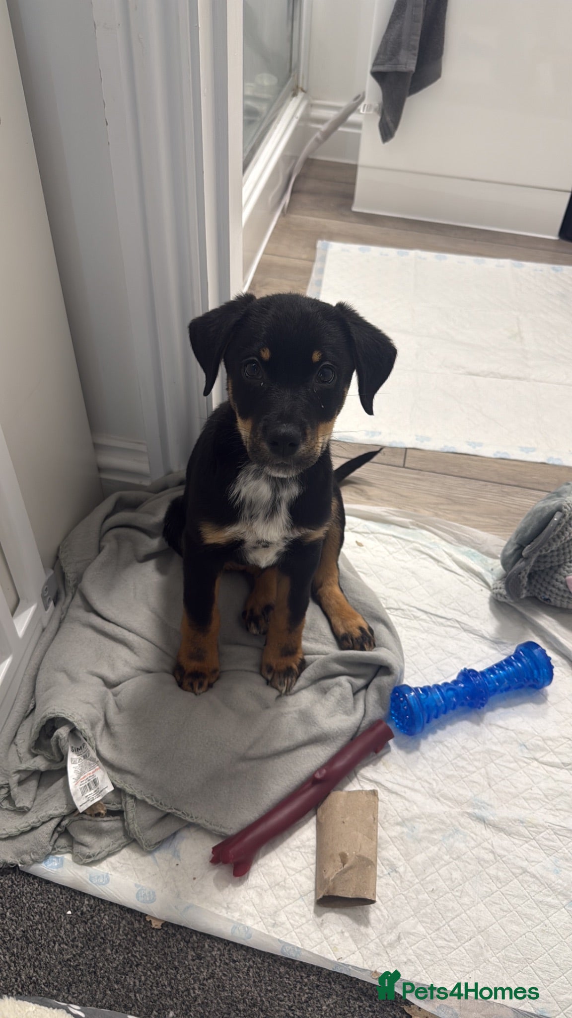 Mixed Breed dogs Creed - German shepmatian x Rottweiler puppy - Advert 1